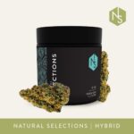 Buy Natural Selections Forza Hybrid strain in Europe