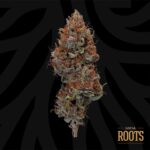Buy Local Roots Blueberry Hashplant Hybrid strain in Europe
