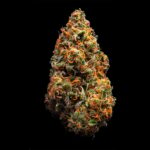 Buy Local Roots Golden Goat Sativa strain in Europe