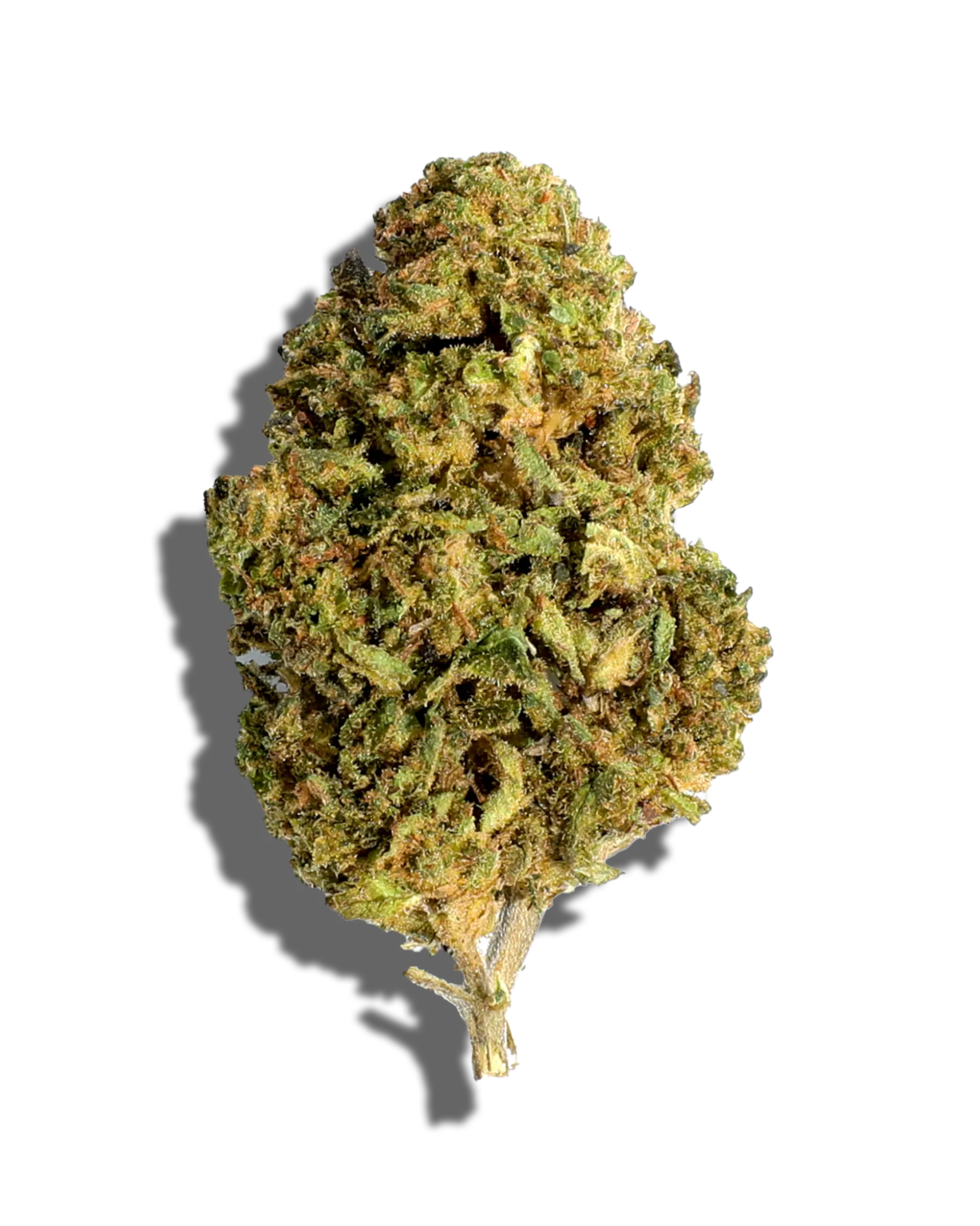 Sungrown Apple Fritter 1oz cannabis flower