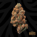 Buy Local Roots Eternal Sunshine Sativa strain in Europe
