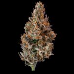 Buy Local Roots Blue Dream Blowfish Hybrid strain in Europe